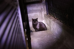 やっぱり来た♪