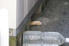 隠れてもダメ（茶トラの尻尾）♪