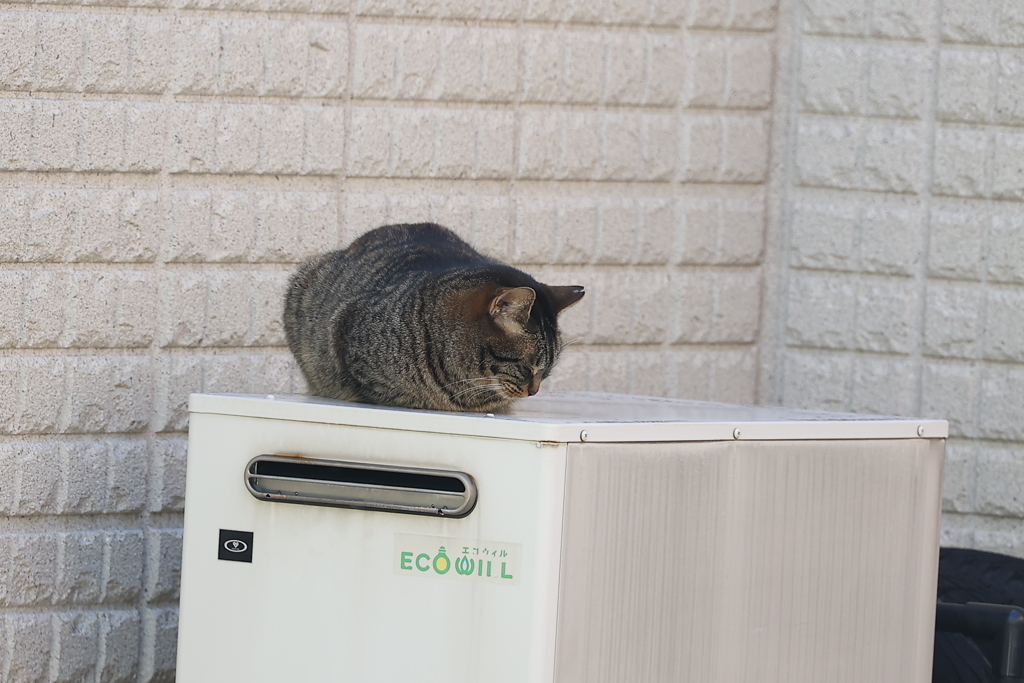 サバトラ発見♪