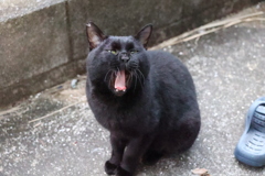 お決まりの顔♪