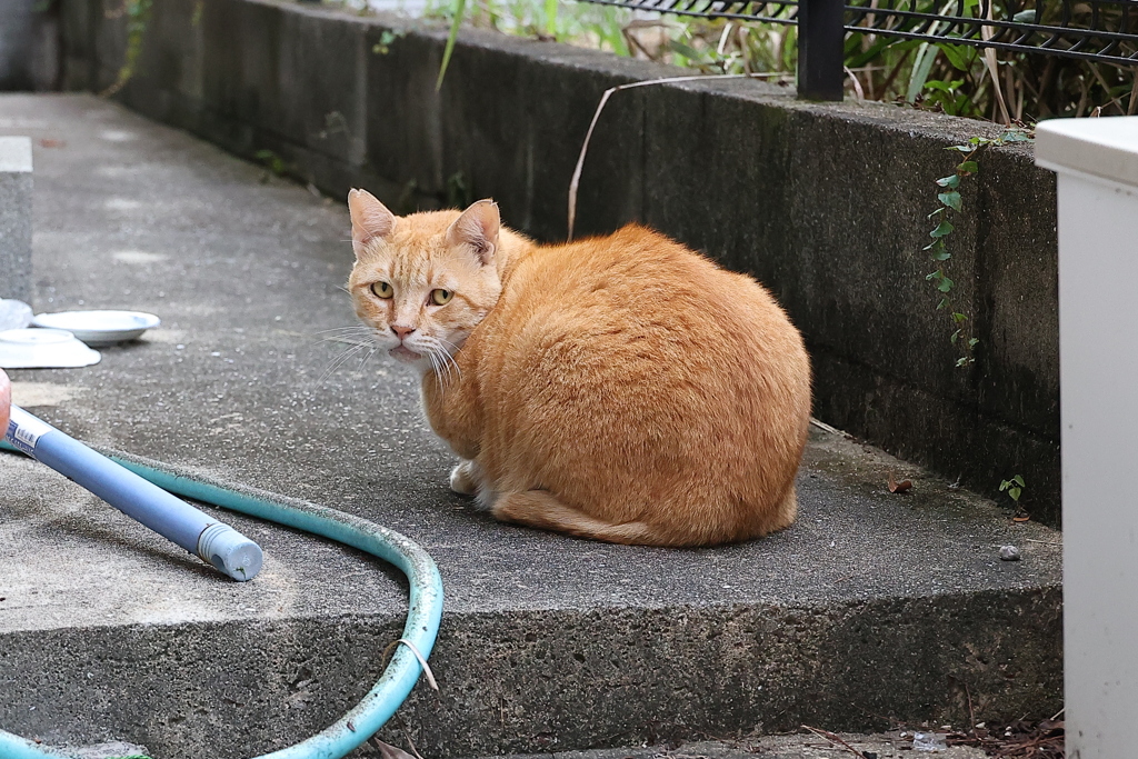 朝の顔♪