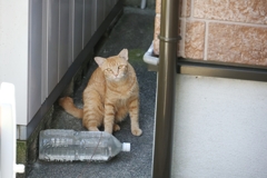 正体発見♪