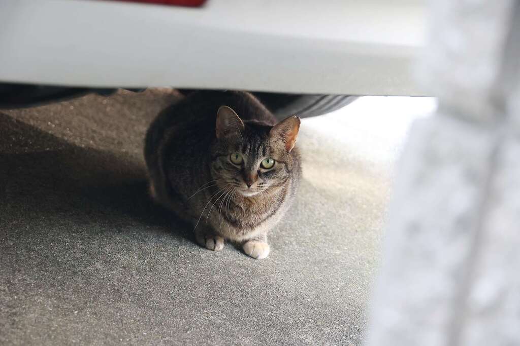 隠れサバトラ♪