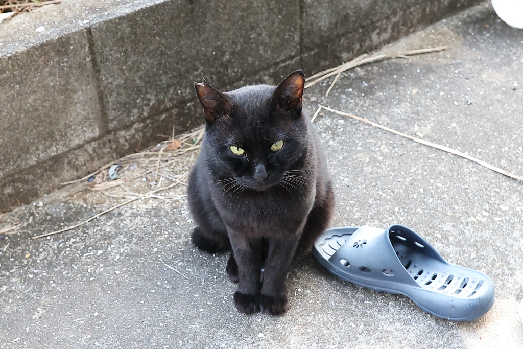 ネコは見ていた♪