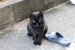 ネコは見ていた♪