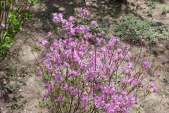 きれいな花色♪