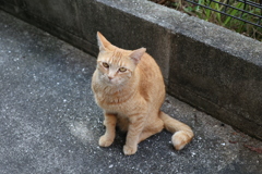 今朝の「中茶トラ」♪