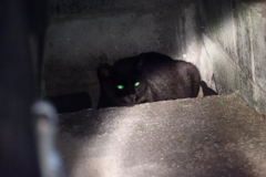 夜な夜な出没♪