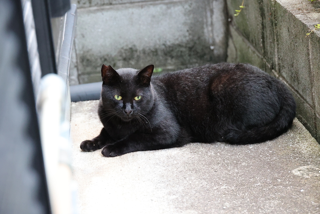 「クロネコ」百態（続々編）♪