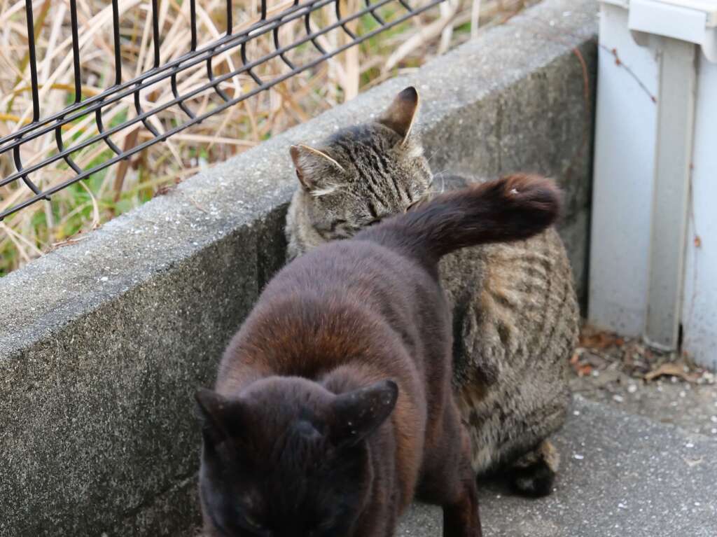 尻尾で、遊ぶ♪