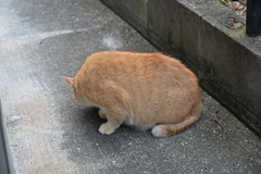 餌を待てない♪