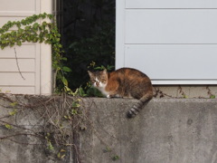 「遠くに見えた」♪