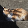 「1／4のネコ尽くし」その4♪