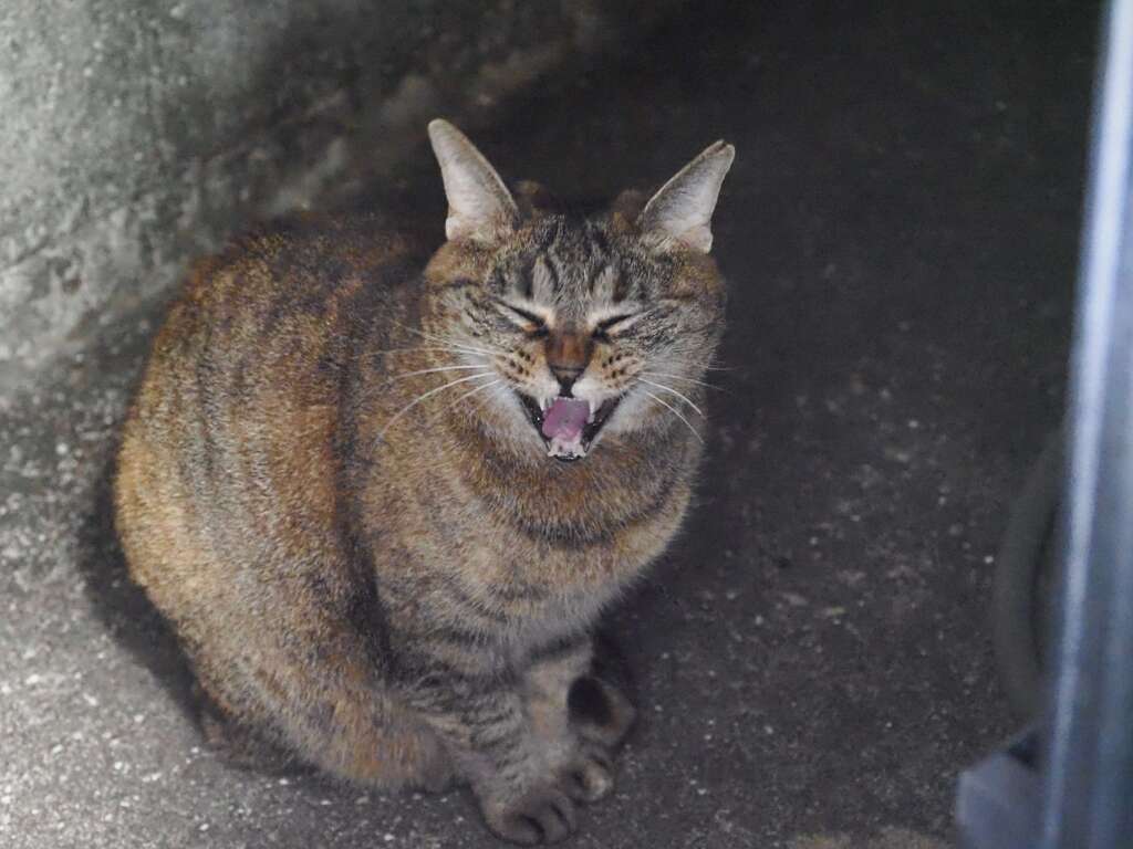 「朝あくび」♪