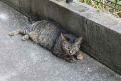 やっぱり来たのは♪