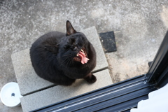 あくびの最中♪