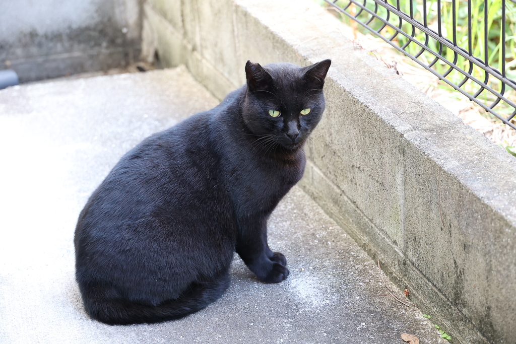 遅いぞ「クロネコ」♪