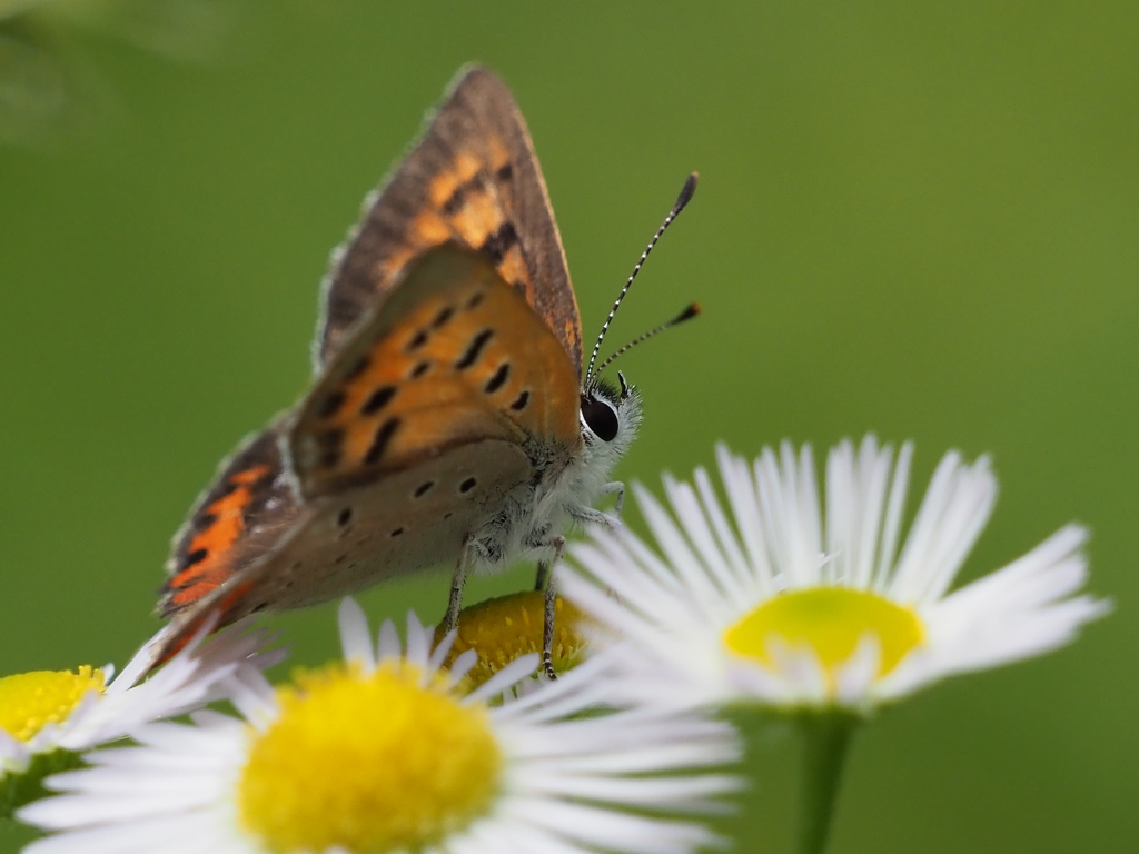 草原のベニシジミ（続編）♪