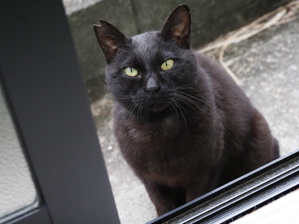 ネコ遊び♪