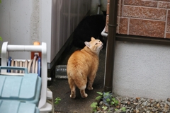 クロネコ大ピンチ♪