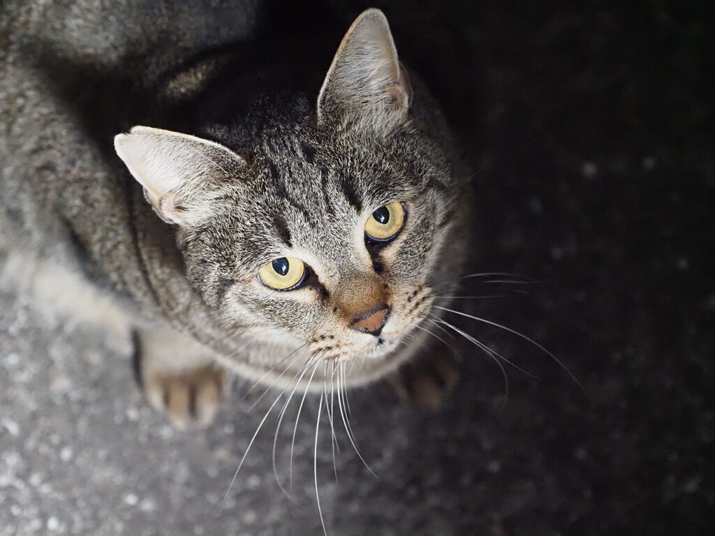 「夜サバトラ」♪