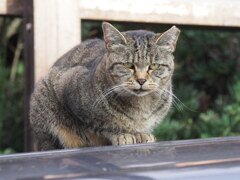 「ネコが嫌な季節」（1）