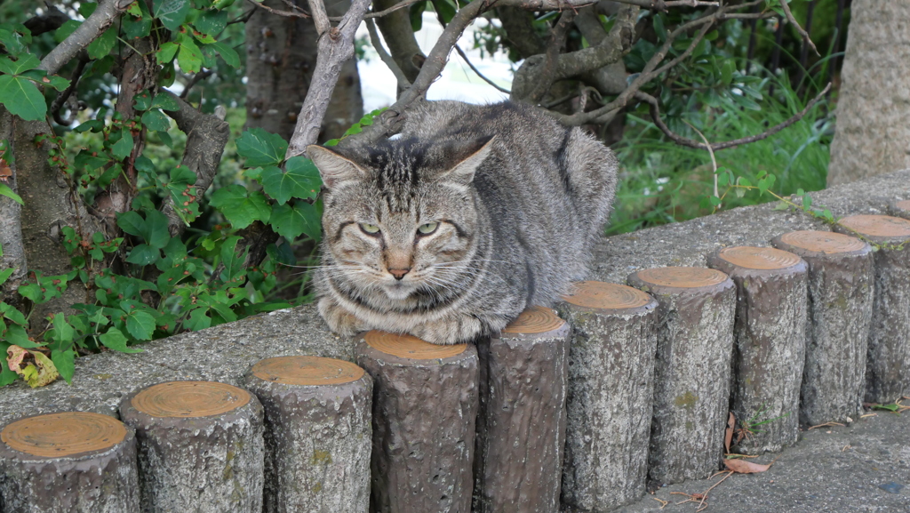 ノラ猫堂々♪