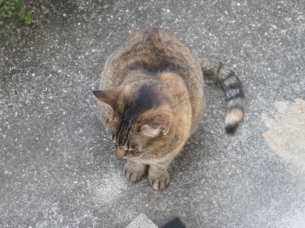 「ねこだるま」♪