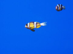 「Dark　Blue」（続編）♪