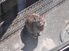 「待ち人、来たる」（ねこ日和）♪