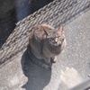 「待ち人、来たる」（ねこ日和）♪