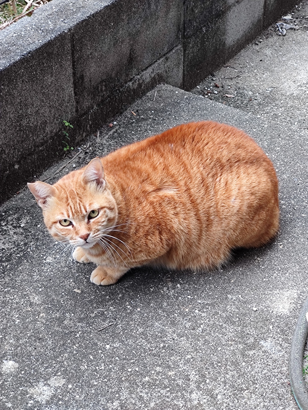 睨みを、きかせる♪