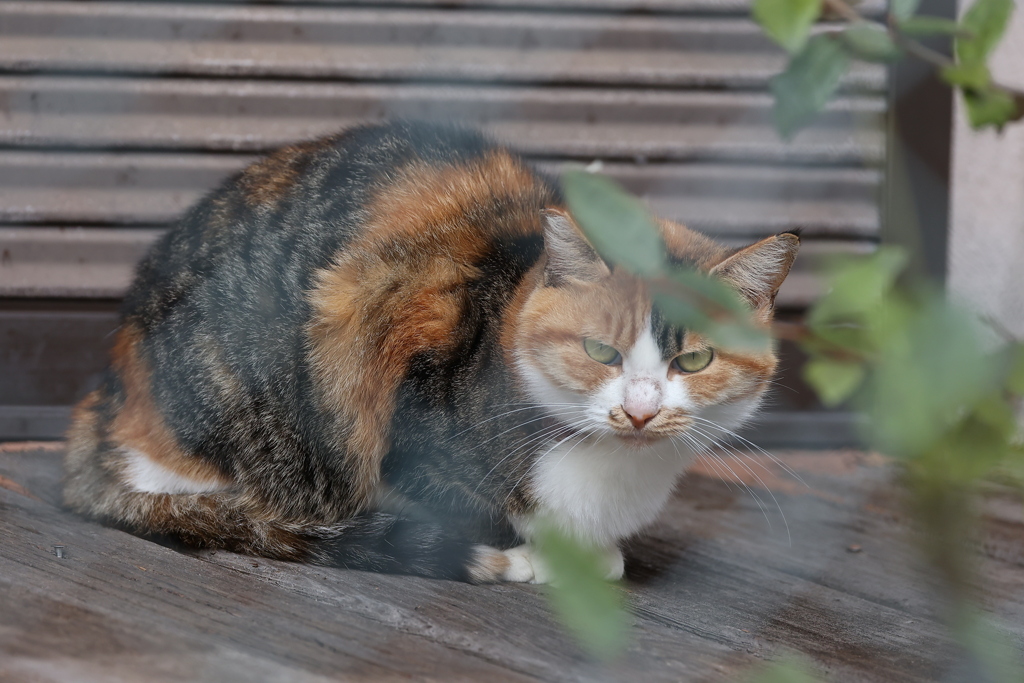 ノラ猫の風格♪