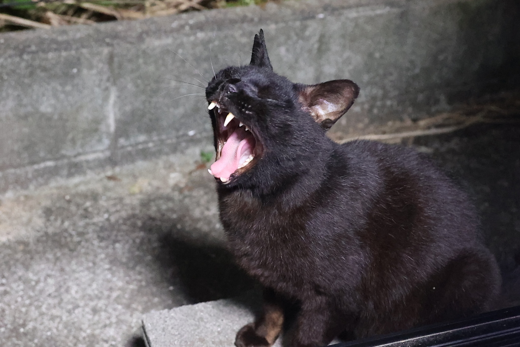 朝は、眠いの巻♪