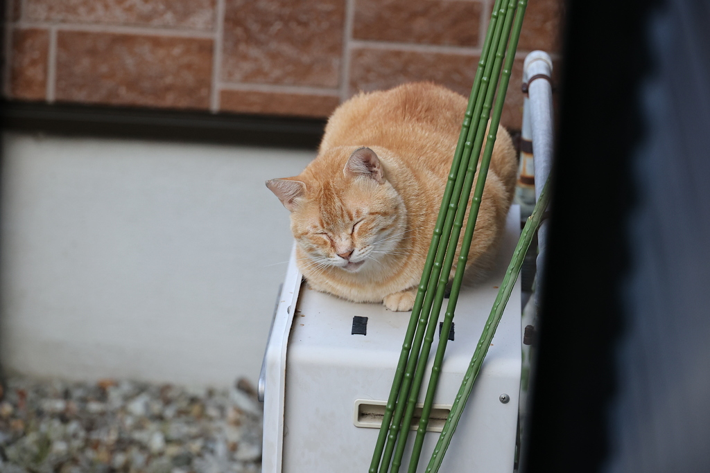 丸いのが居た♪