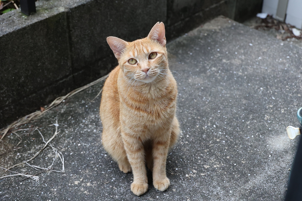 待っていたのかい♪