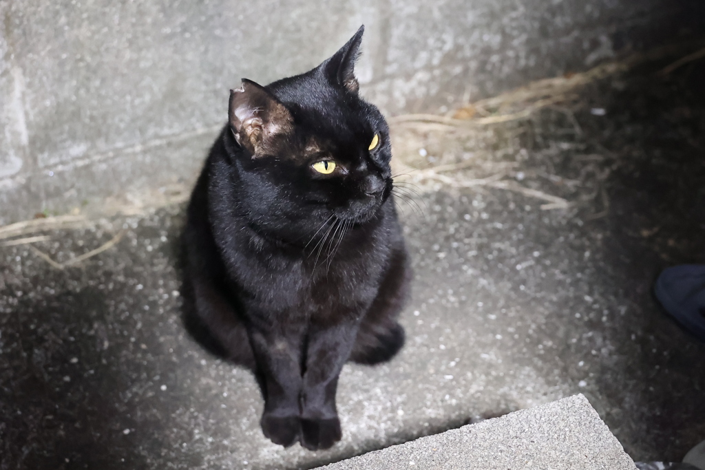 独壇場（小クロネコ）♪