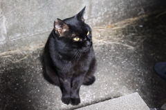 独壇場（小クロネコ）♪