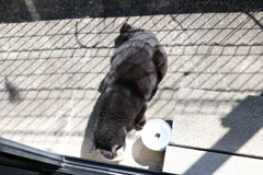 お昼（春の日差し）♪