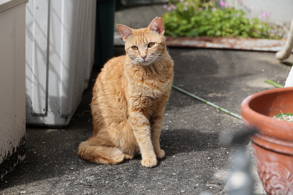 今日は、早いね（ネコ目線）