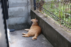 ここで、アクビかい♪