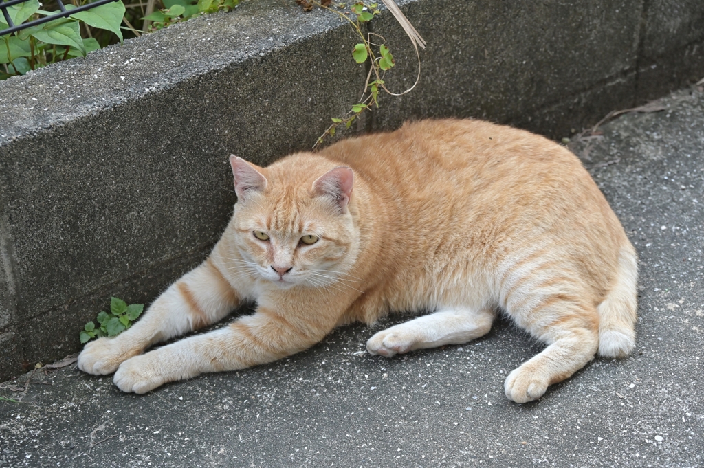 夕方なのに来ていた（大茶トラ）