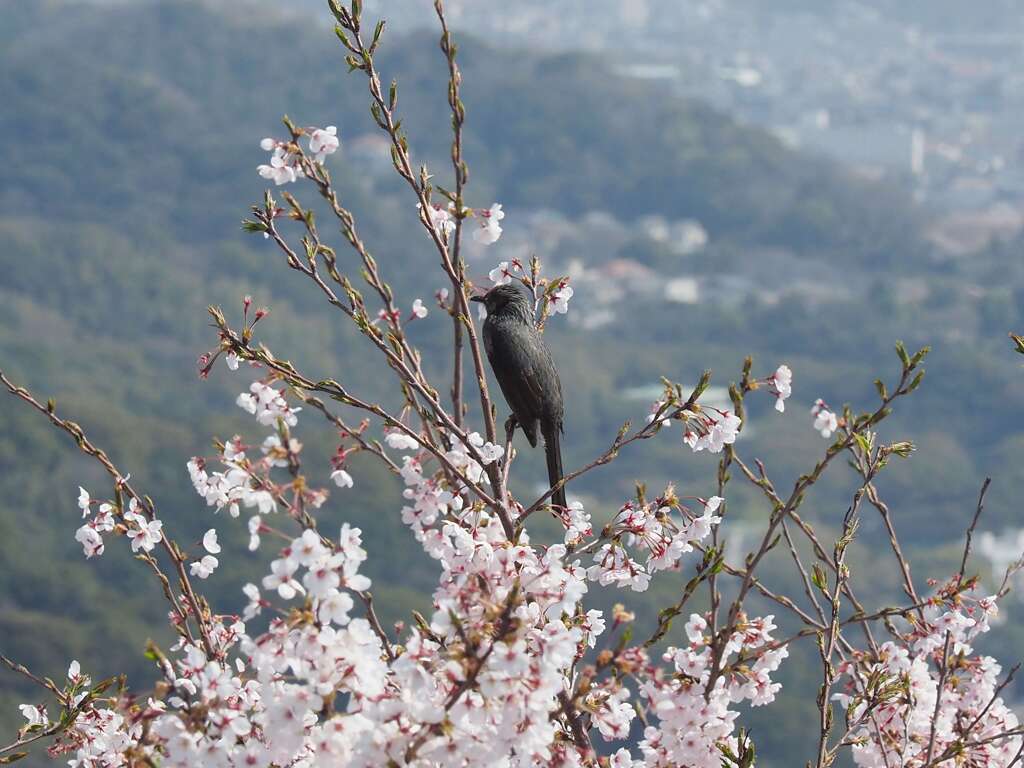 「花見鳥」（続編）♪