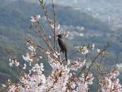 「花見鳥」（続編）♪