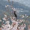 「花見鳥」（続編）♪