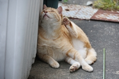 黄色いのがいた♪