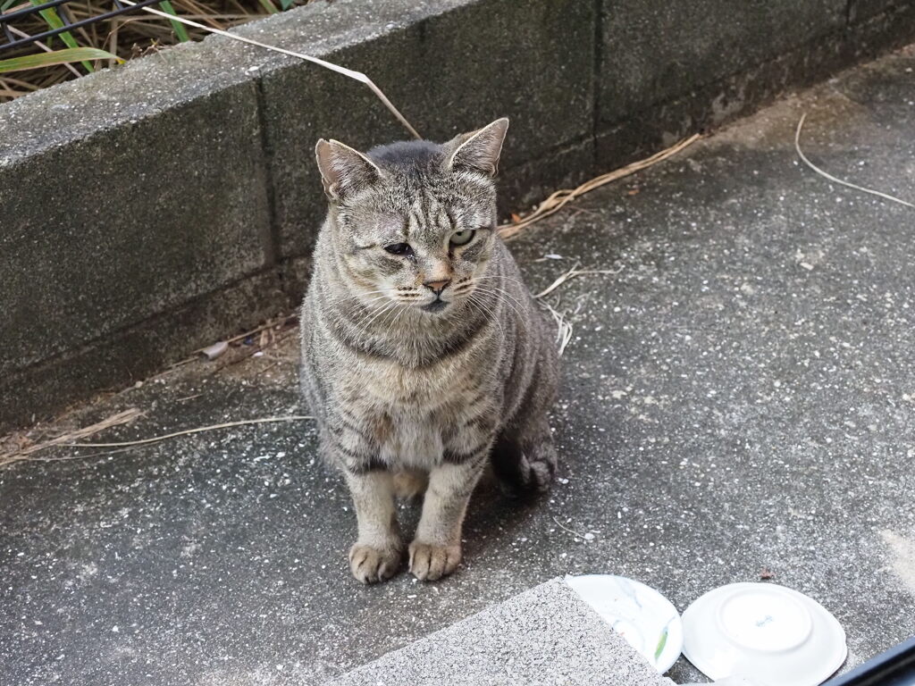 良く来たね（大サバトラ）♪