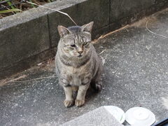 良く来たね（大サバトラ）♪