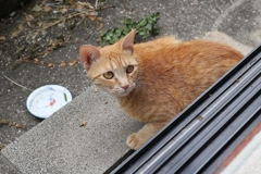 美ネコ（振り返る）♪