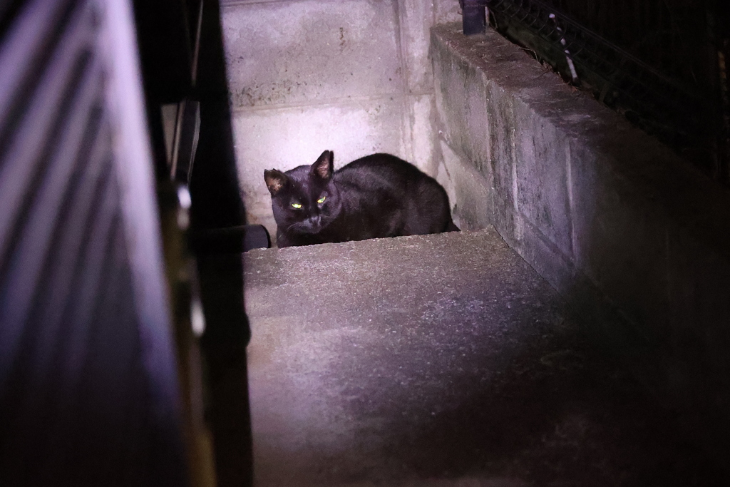 闇夜にギラリ♪